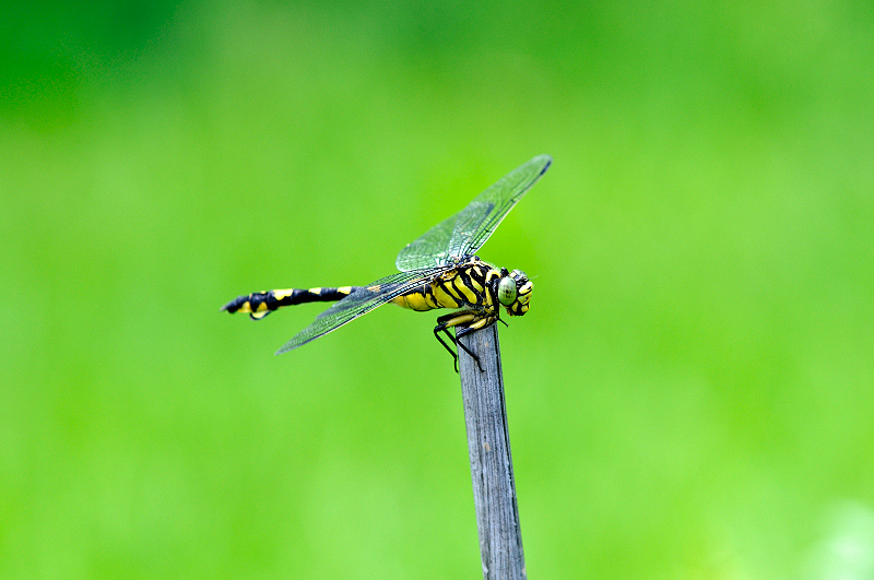 image0079