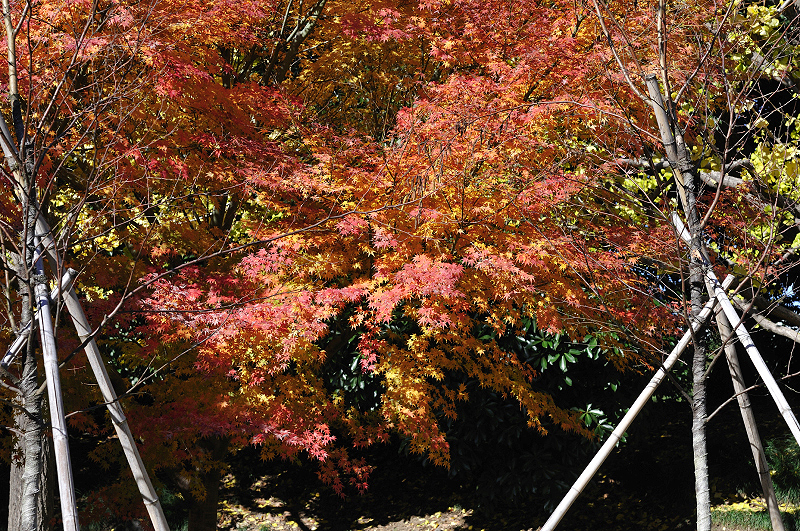 image0172