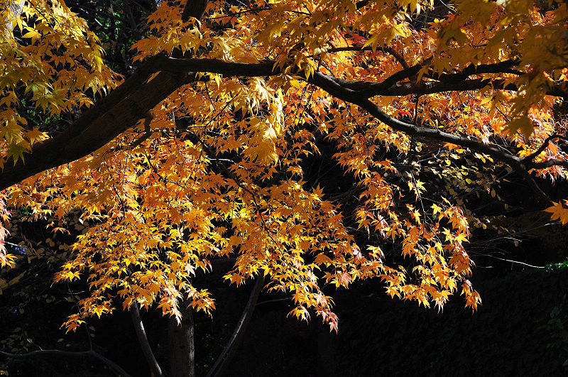 image0229