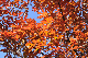 image0196