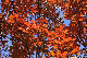 image0198
