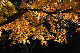 image0229