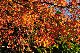 image0238