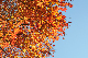 image0239