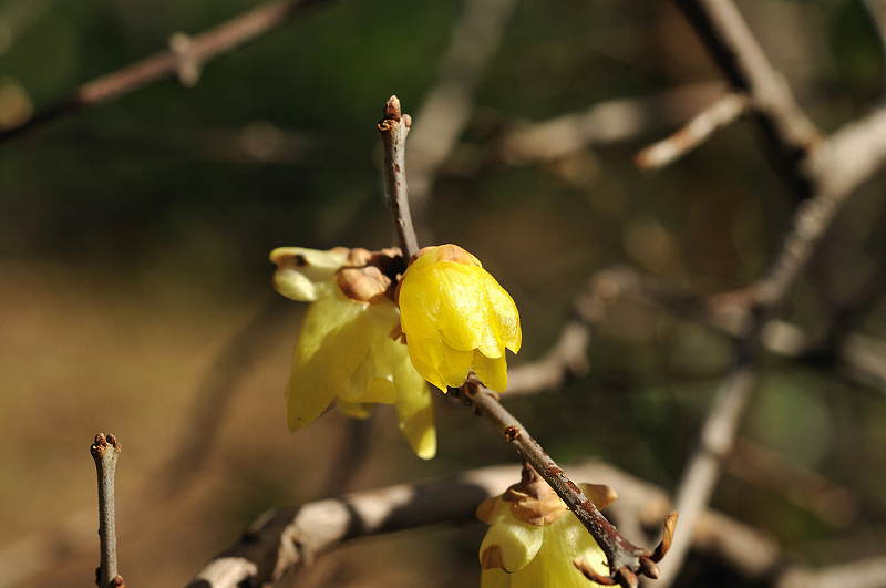 image0132