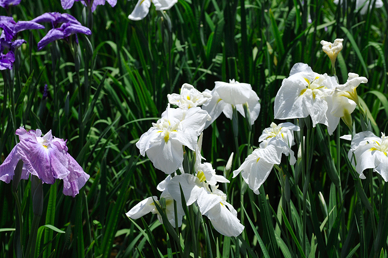 image0098