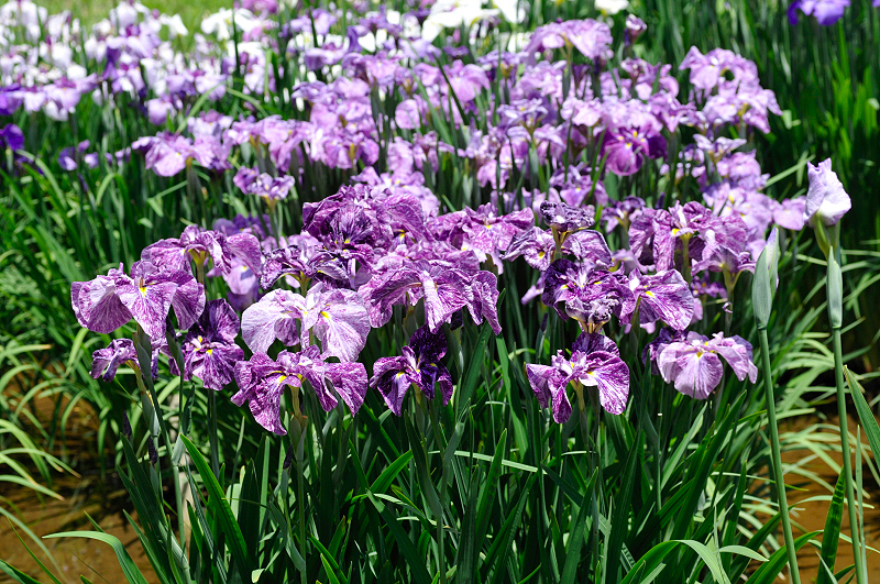 image0099