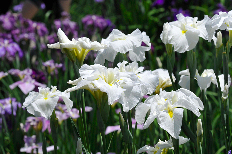 image0107