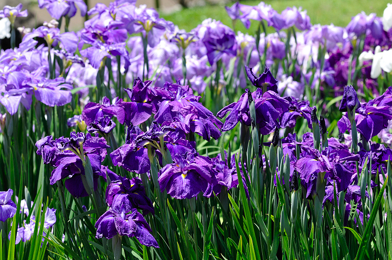 image0172