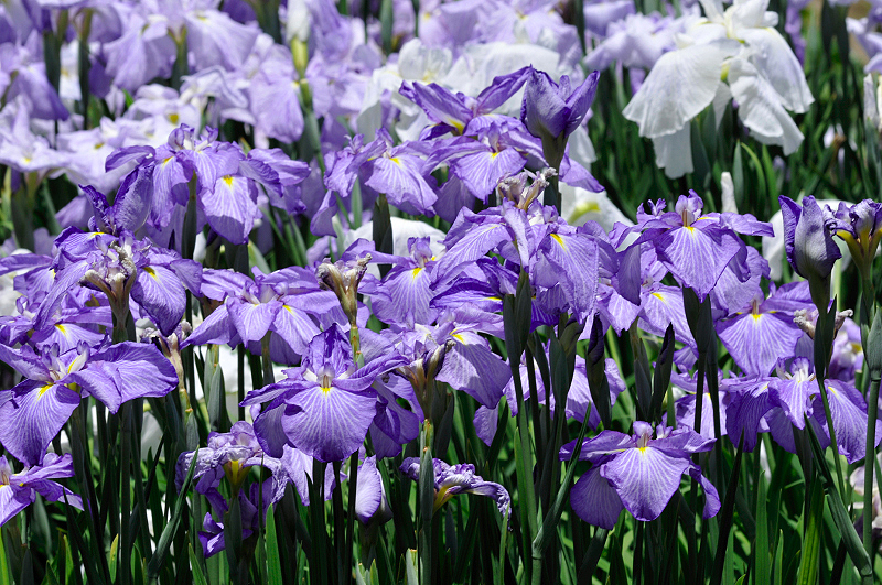 image0190