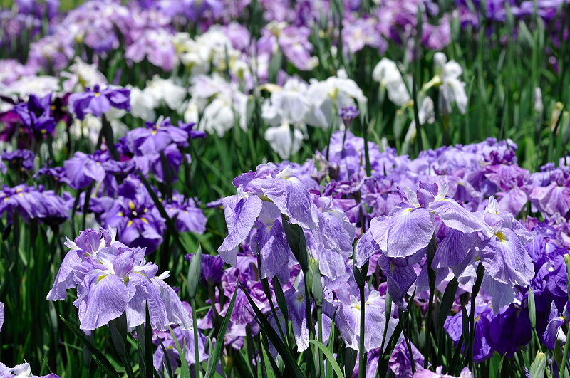 image0191