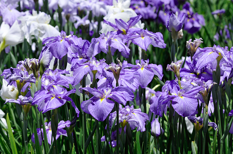 image0193