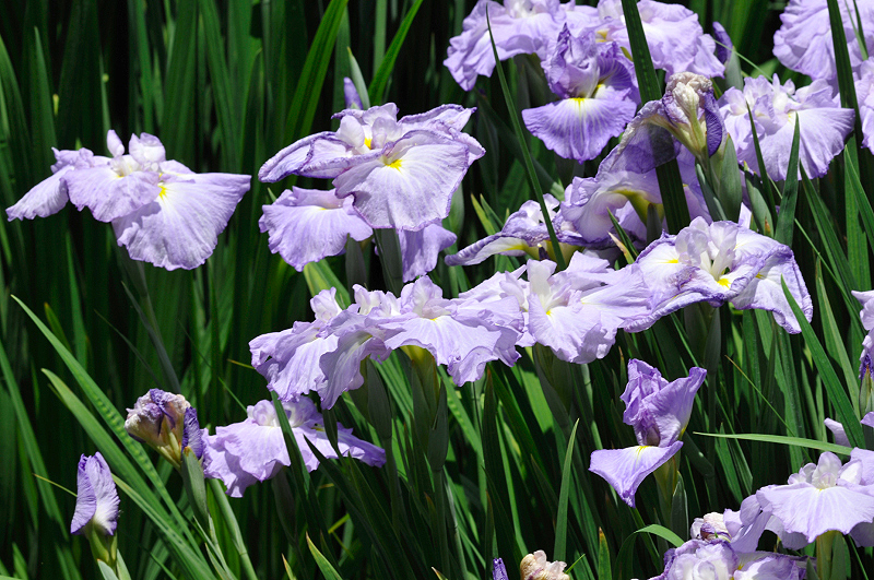 image0194