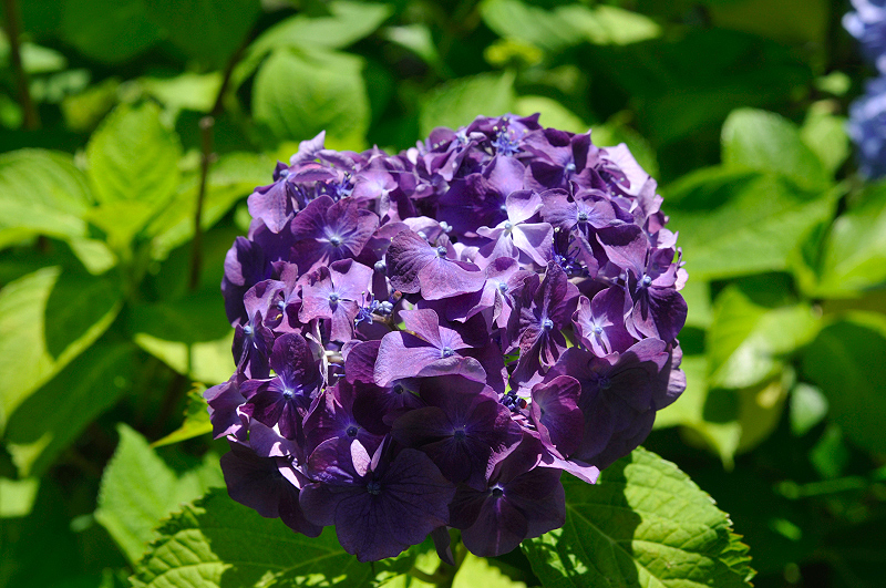 image0196
