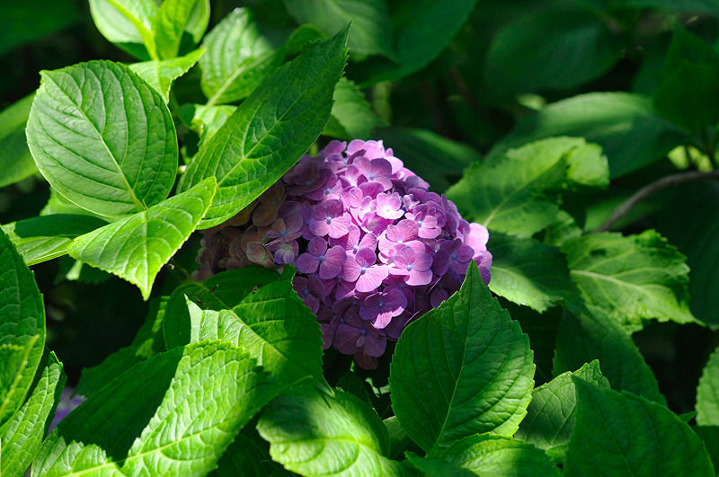 image0204