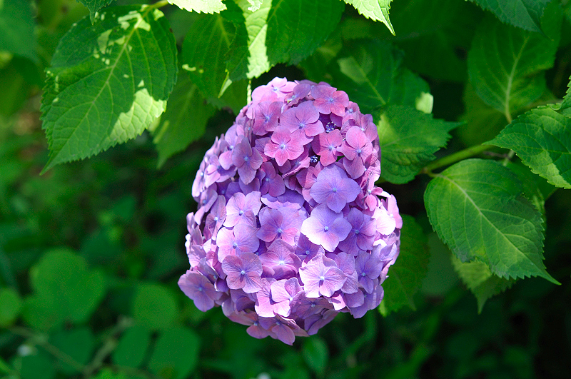 image0206