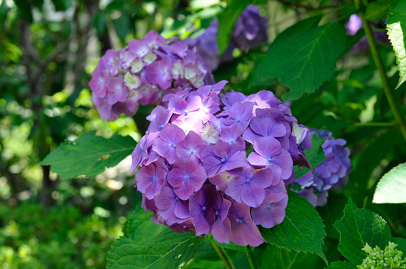 image0207