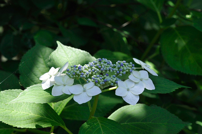 image0208
