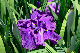 image0131