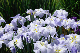 image0137