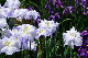 image0138