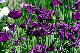 image0149