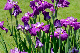 image0162