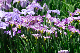 image0174