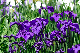 image0181