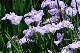 image0194