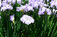 image0195
