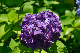 image0196