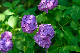 image0205
