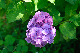 image0206