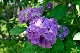 image0207