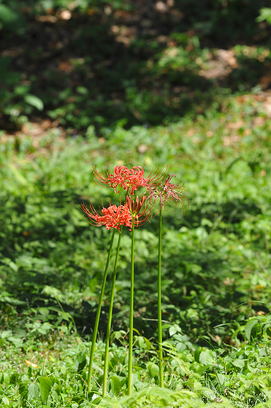 image0142