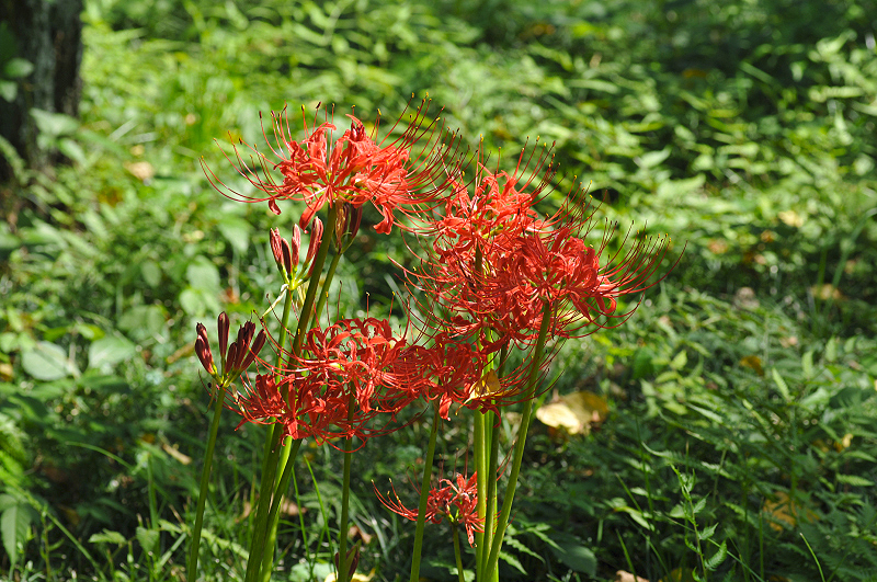 image0145