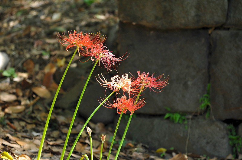 image0161