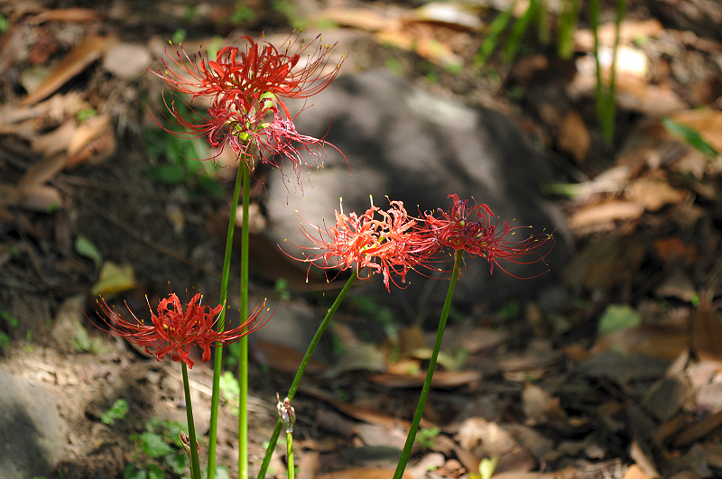 image0162