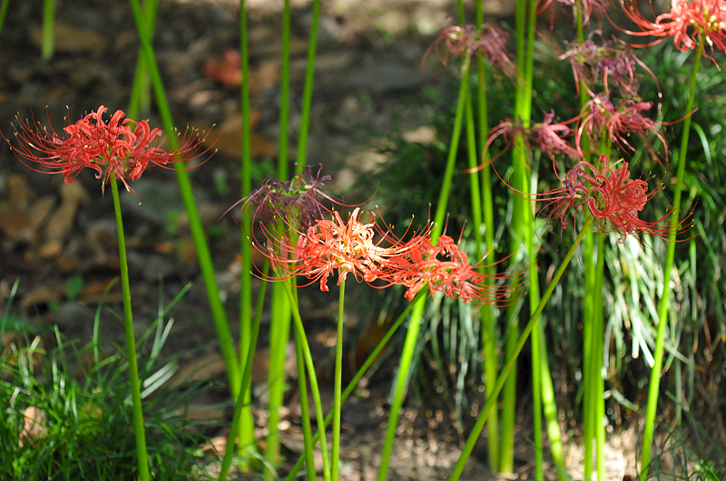 image0163