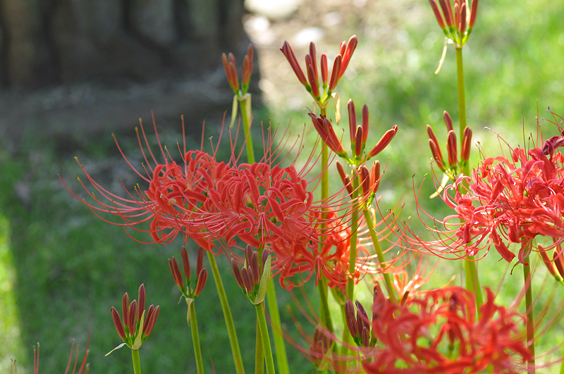 image0182