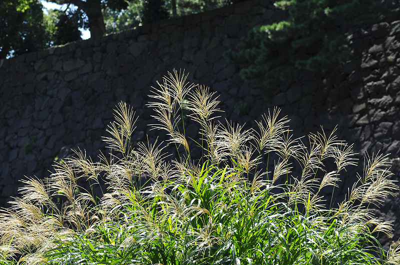 image0191