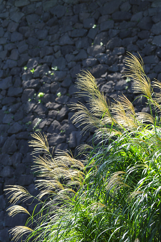 image0195