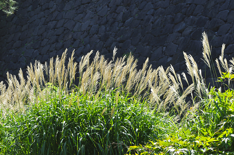 image0199