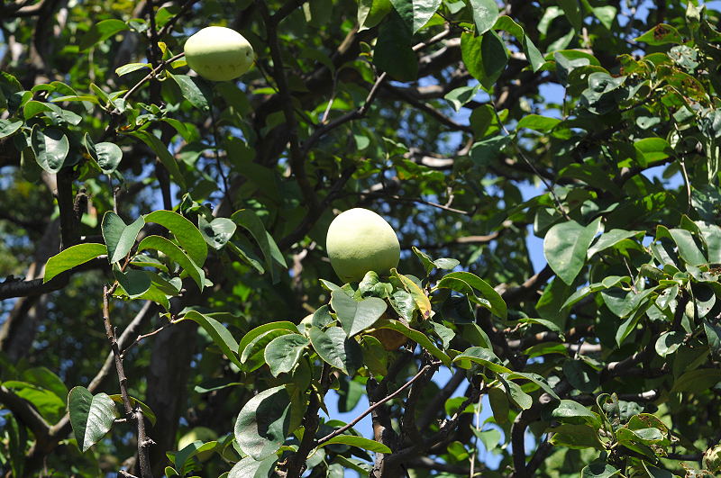 image0207