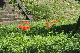 image0132