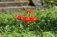 image0133