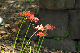 image0161