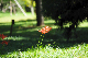 image0165