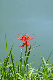 image0172